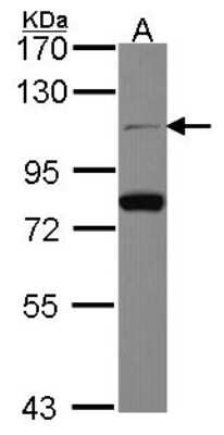 Western Blot: CDC5L Antibody [NBP2-15835]