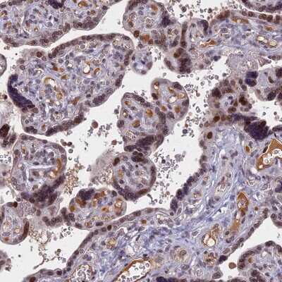 Immunohistochemistry-Paraffin: CDC7 Antibody [NBP2-32708]