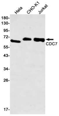 Western Blot: CDC7 Antibody (S01-4G6) [NBP3-14917]