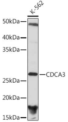 Western Blot: CDCA3 Antibody (1J5L2) [NBP3-16514]