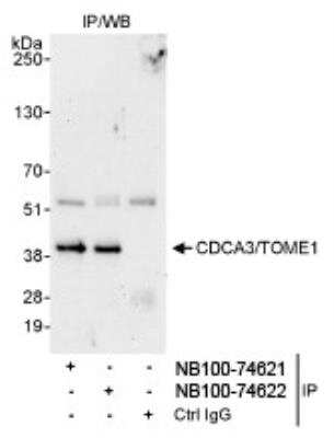 Immunoprecipitation: CDCA3 Antibody [NB100-74621]