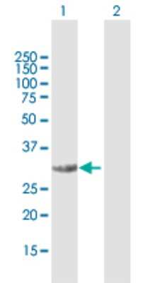 Western Blot: CDCA5 Antibody [H00113130-B01P]