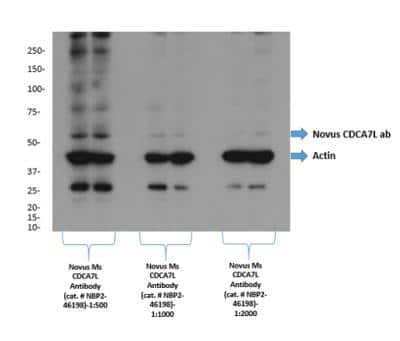 Western Blot: CDCA7L Antibody (OTI3B5) [NBP2-46198]