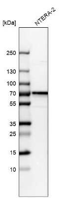 Western Blot: CDCA7L Antibody [NBP1-83074]