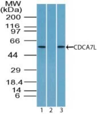 Western Blot: CDCA7L Antibody [NBP2-24472]