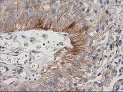Immunohistochemistry-Paraffin: CDCP1 Antibody (OTI2C1) [NBP2-03459]