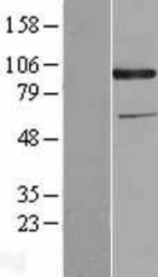 Western Blot: CDCP1 Overexpression Lysate [NBL1-09023]