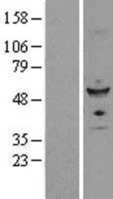 Western Blot: FZR1/CDH1 Overexpression Lysate [NBL1-10894]