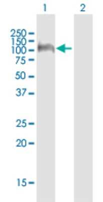 Western Blot: Cadherin-19 Antibody [H00028513-B01P]