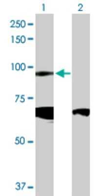 Western Blot: Cadherin-19 Antibody [H00028513-D01P]