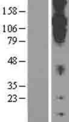 Western Blot: Cadherin-20 Overexpression Lysate [NBL1-09031]