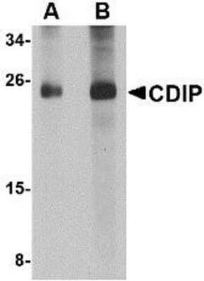 Western Blot: CDIP AntibodyBSA Free [NBP1-76993]