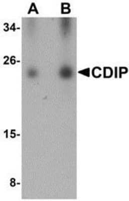 Western Blot: CDIP AntibodyBSA Free [NBP1-76996]