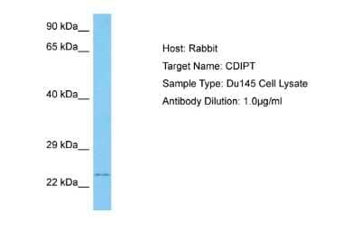 Western Blot: CDIPT Antibody [NBP2-82643]