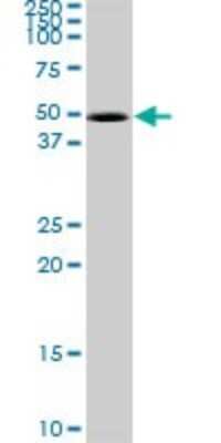 Western Blot: CDK10 Antibody [H00008558-B01P]