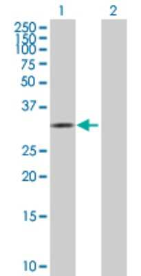 Western Blot: CDK10 Antibody [H00008558-B01P]