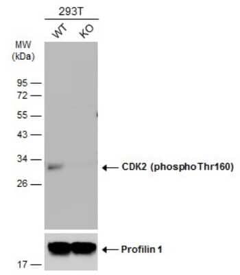 Western Blot: CDK2 [p Thr160] Antibody [NBP3-13301]