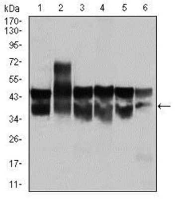 Western Blot: CDK2 Antibody (1A6)BSA Free [NBP2-37507]