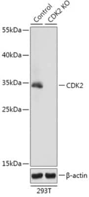 Knockout Validated: CDK2 Antibody - Azide and BSA Free [NBP3-03045]