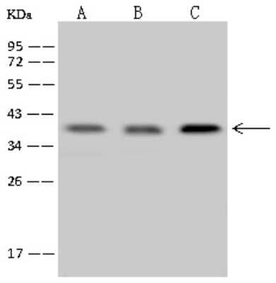 Western Blot: CDK20 Antibody [NBP2-98621]