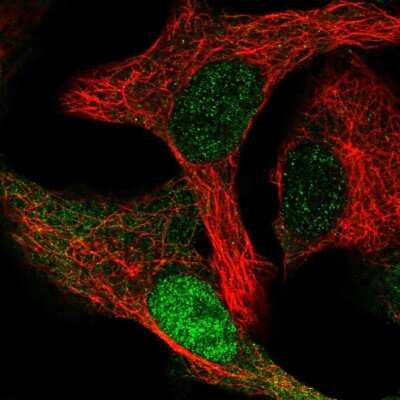 Immunocytochemistry/ Immunofluorescence: CDK2AP1 Antibody [NBP2-56961]