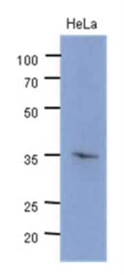 Western Blot: CDK4 Antibody (6D10)BSA Free [NBP2-42642]