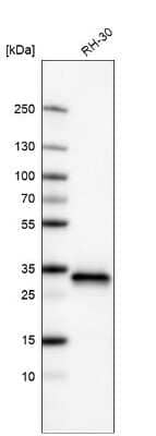 Western Blot: CDK4 Antibody (CL8102) [NBP2-88912]