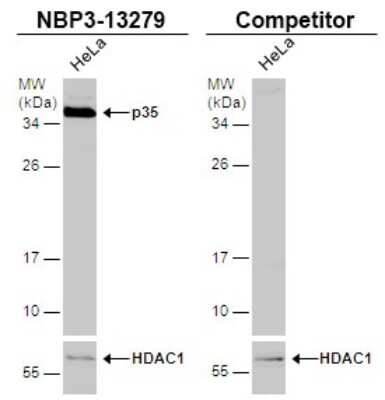 Western Blot: CDK5 Activator 1 Antibody [NBP3-13279]