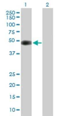 Western Blot: CDK5R2 Antibody [H00008941-B01P]