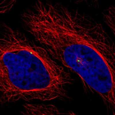 Immunocytochemistry/ Immunofluorescence: CDK5RAP2 Antibody (CL3392) [NBP2-59027]