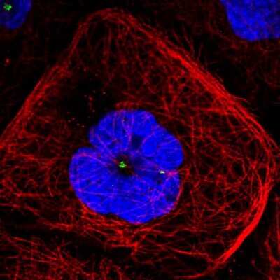 Immunocytochemistry/ Immunofluorescence: CDK5RAP2 Antibody (CL3392) [NBP2-59027]