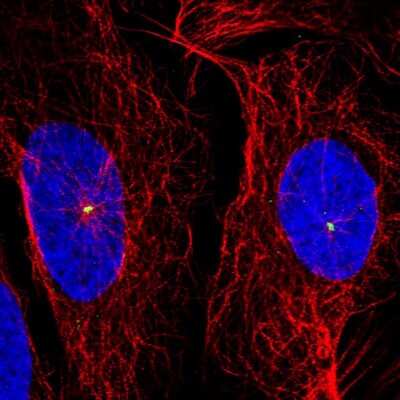 Immunocytochemistry/ Immunofluorescence: CDK5RAP2 Antibody (CL3392) [NBP2-59027]