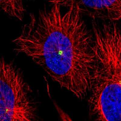 Immunocytochemistry/ Immunofluorescence: CDK5RAP2 Antibody (CL3392) [NBP2-59027]