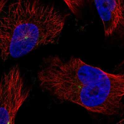 Immunocytochemistry/ Immunofluorescence: CDK5RAP2 Antibody [NBP2-58190]