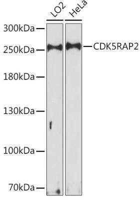 Western Blot: CDK5RAP2 AntibodyAzide and BSA Free [NBP2-92238]