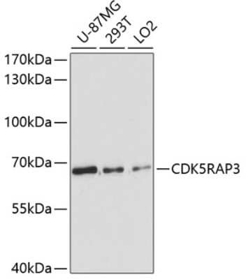 Western Blot: CDK5RAP3 AntibodyAzide and BSA Free [NBP2-92612]