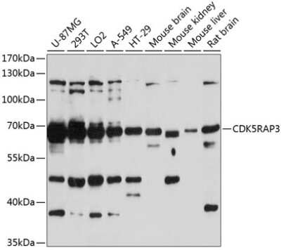 Western Blot: CDK5RAP3 AntibodyAzide and BSA Free [NBP2-92890]