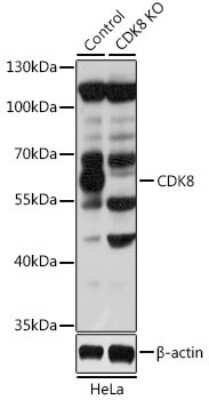 Knockout Validated: CDK8 Antibody - BSA Free [NBP2-92972]