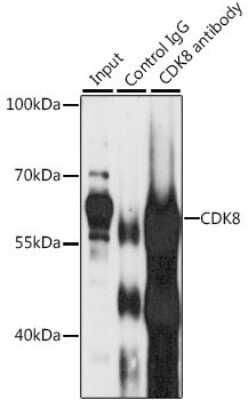 Western Blot: CDK8 AntibodyBSA Free [NBP2-92972]