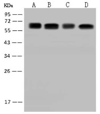 Western Blot: CDKAL1 Antibody [NBP2-98668]