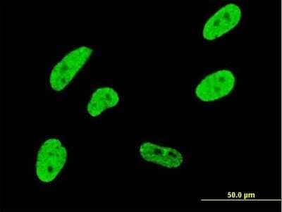 Immunocytochemistry/ Immunofluorescence: CDKL1 Antibody (2H6) [H00008814-M05]