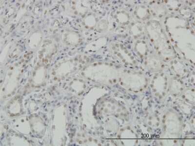 Immunohistochemistry-Paraffin: CDKL1 Antibody (2H6) [H00008814-M05]