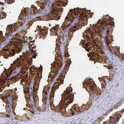 Immunohistochemistry-Paraffin: CDKL1 Antibody [NBP2-32482]
