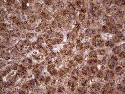 Immunohistochemistry: CDKL2 Antibody (OTI12C2) [NBP2-46218]