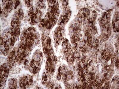 Immunohistochemistry: CDKL2 Antibody (OTI12C2) [NBP2-46218]