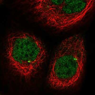 Immunocytochemistry/ Immunofluorescence: CDKL2 Antibody [NBP1-82873]