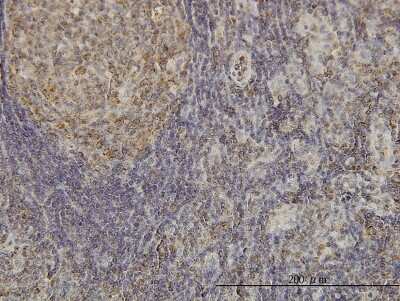 Immunohistochemistry-Paraffin: CDKL4 Antibody (6G8) [H00344387-M03]