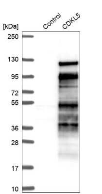 Western Blot: 0 [NBP1-84881]