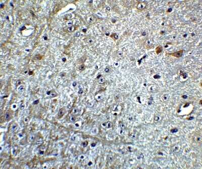 Immunohistochemistry-Paraffin: CDNF Antibody - BSA Free [NBP1-76834]
