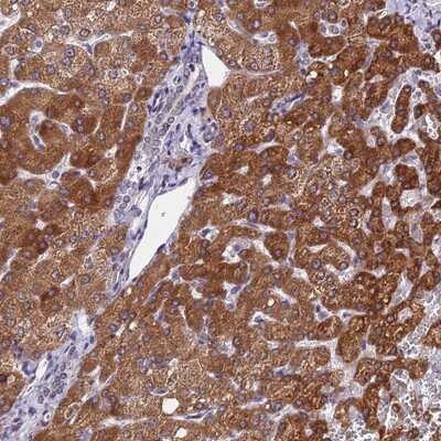 Immunohistochemistry-Paraffin: CDNF Antibody [NBP1-88994]
